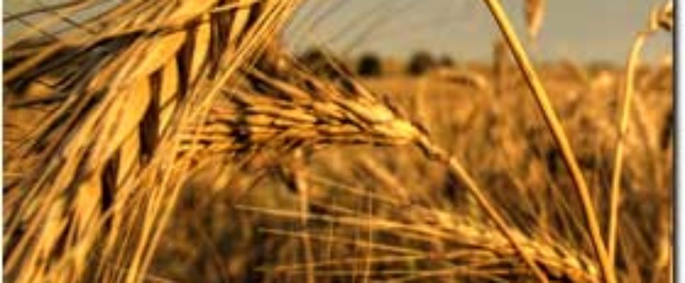 Beneficios-del-trigo-articulo